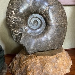 Rotring 500 シャープペンシル 12本入り ブラック 0.5mm シャープペンシル