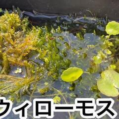 🔟水中植物　ウィローモス