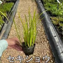 11−水性植物　セキショウ　¥300