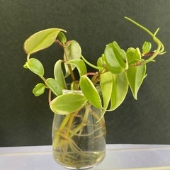 【値下げ】観葉植物　ペペロミアセルペンス　水耕栽培