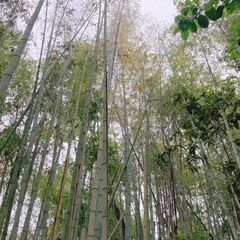 竹藪を整備して、竹林へ！アウトドアスペースに - 高槻市