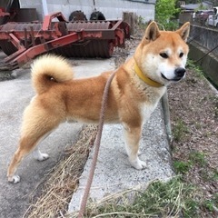 現、飼育者が両親の介護が忙しくなり飼育困難になった為の募集