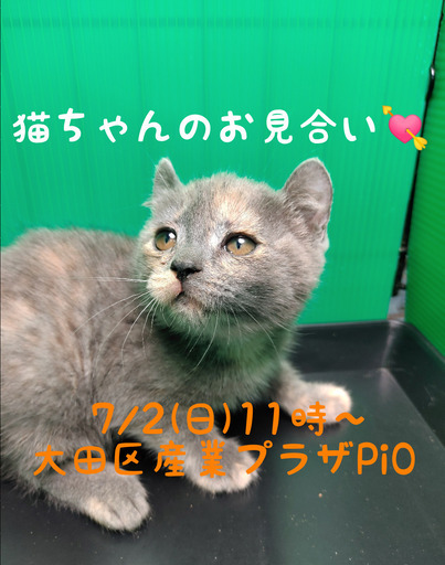 おまとめ中ジャンピング猫ブルー系スイチカ