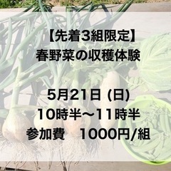 春野菜　収穫体験