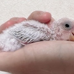 【一旦募集お止めいたします】コザクラインコ