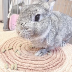 うさぎさんの里親さん募集🐰