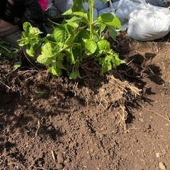 28日昼分別済40袋①保土ヶ谷区 庭土 畑の土 無料🌼 残土差し...