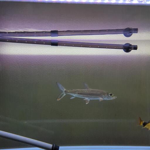 熱帯魚 スレンダータイガーフィッシュ20cm