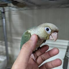 ウロコインコ