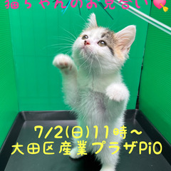 3/4生スコテッシュストレート♀キャリコ(トライアウト猫)　里親...