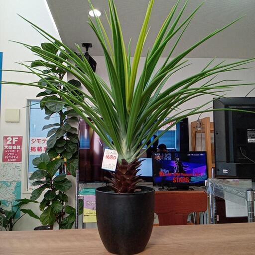 ★フェイクグリーン　観葉植物　【店頭販売のみ】