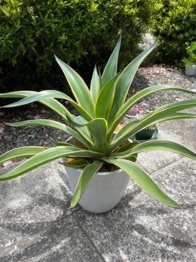 アガベ、ベネゼエラ | eym-gourmet.com