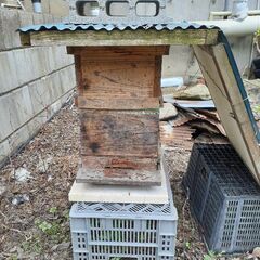 日本蜜蜂入居中巣箱です。