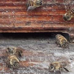 日本蜜蜂入居中巣箱です。