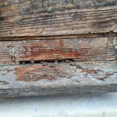 日本蜜蜂入居中巣箱です。