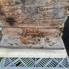 日本蜜蜂入居中巣箱です。