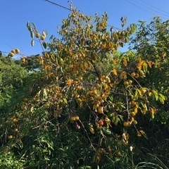 果樹木、色々差し上げます