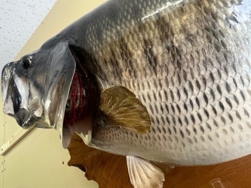 ブラックバス　剥製　53cm Yahoo!オークション -「ブラックバス 剥製」の落札相場・落札価格