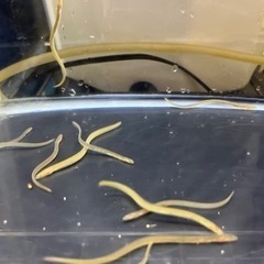 淡水魚 ウナギ  うなぎ  熱帯魚  鰻 ニホンウナギ