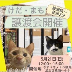 🐱けだまも保護猫譲渡会🐱