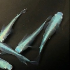 青みゆき メダカ (2ペア+1)成魚