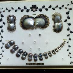 真珠パール 標本