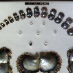 真珠パール 標本