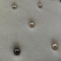 真珠パール 標本