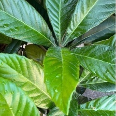 枇杷ビワの葉　200g　無農薬・有機栽培