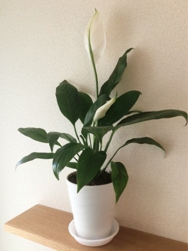 観葉植物　スパティフィラム　50cm　3.5号鉢と受け皿付き