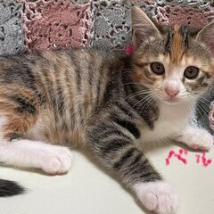 猫の日生まれの子猫　里親さんを探してます。無き場合は保健所へ連れ...