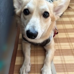 【新しい、ご家族様は決まりました‼️】コーギー×ダックスのMIX犬《女の子》10ヶ月 - 東大阪市