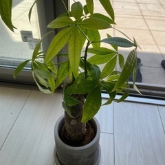 ✴︎受け渡し先確定致しました✴︎観葉植物 ガジュマル