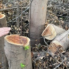 丸太 枝 などの木材