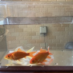 色変わり鉄魚(赤) 2匹