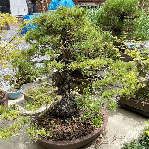 引き取り限定】盆栽 松 植木 庭 観葉植物 【配送不可】-