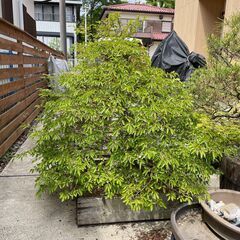 【引き取り限定】盆栽　ブナの木？　シデの木？　観葉植物　庭　木