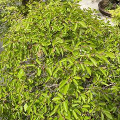 引き取り限定】盆栽 ブナの木？ シデの木？ 観葉植物 庭 木