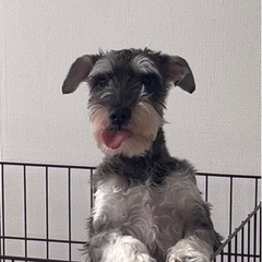 幸せにして下さる里親さん募集しております。 - 犬