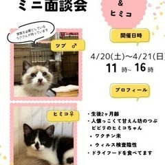 つぶとヒミコ(5/20.21子猫だけのミニ面談会)