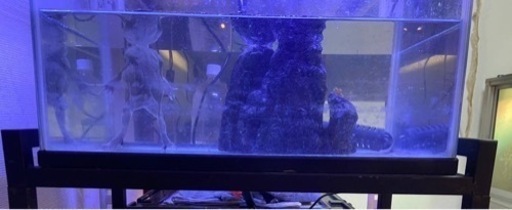 水槽 熱帯魚 ペット用品