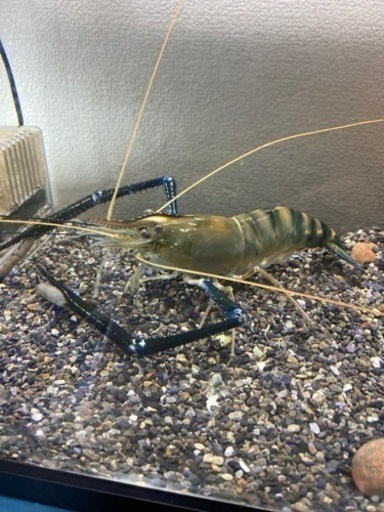 アジアンブルーロブスター オニテナガエビ