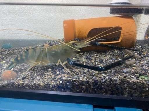 アジアンブルーロブスター　オニテナガエビ アジアンブルーロブスター オニテナガエビ