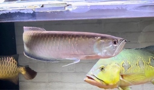 ブラックアロワナ55センチ