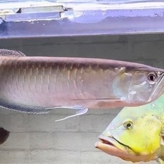 ブラックアロワナ55センチ完品 ブラックアロワナ55センチ完品