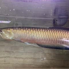 ブラックアロワナ55センチ完品