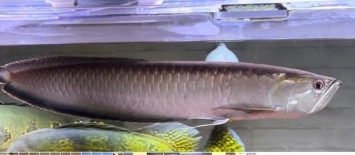 ブラックアロワナ55センチ