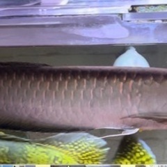 ブラックアロワナ55センチ完品