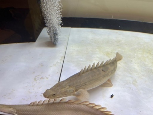 熱帯魚　ポリプテルスビキールビキールとコリバ　2匹　爆安
