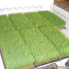 【あきさかり】稲苗39枚プラスα あきさかり】稲苗39枚プラスα